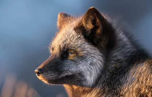 Face, background, portrait, Fox, Silver Fox