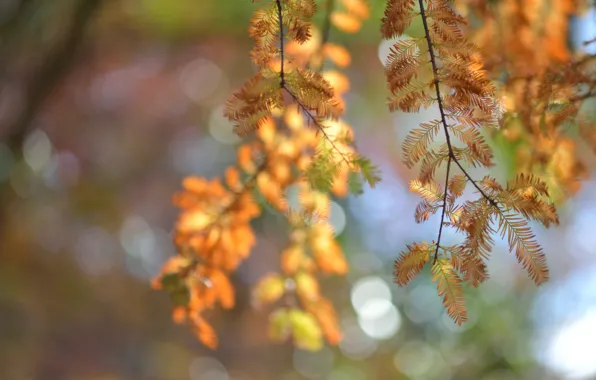 Macro, glare, tree, Autumn, blur, needles, twigs