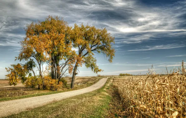 Picture road, the sky, trees