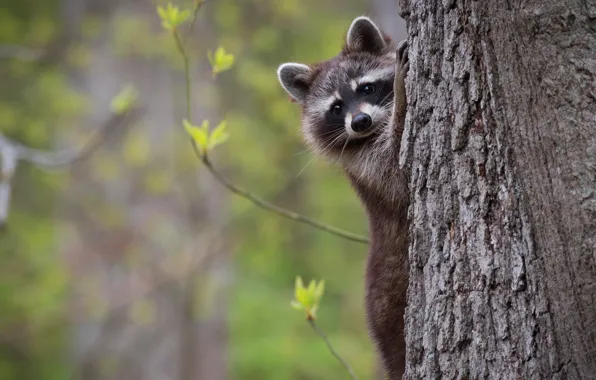 Leaves, trees, nature, background, portrait, raccoon, trunk, face