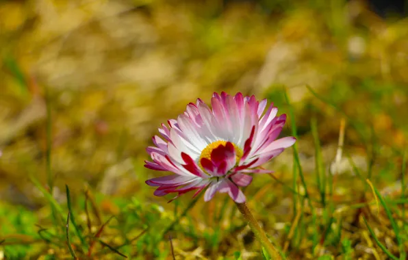 Flower, daisy, meadow, blooming