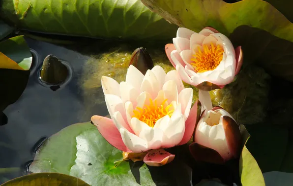 Flower, water lily, blooming