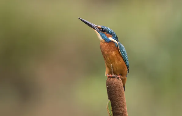 Picture bird, reed, Kingfisher