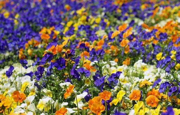 Flowers, bright, Pansy, flowerbed, colorful