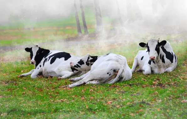 Forest, fog, stay, glade, cow, morning, cows, trio