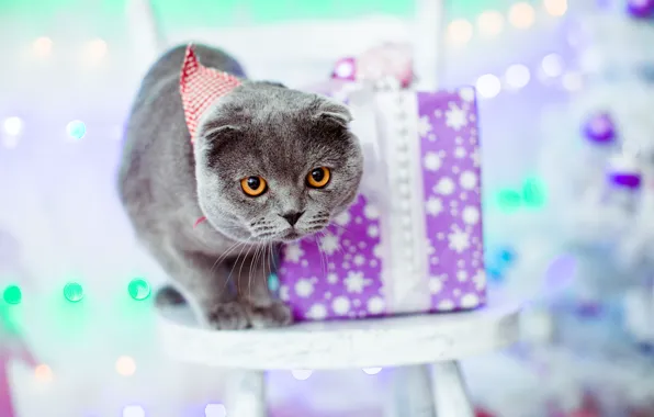 Cat, cat, box