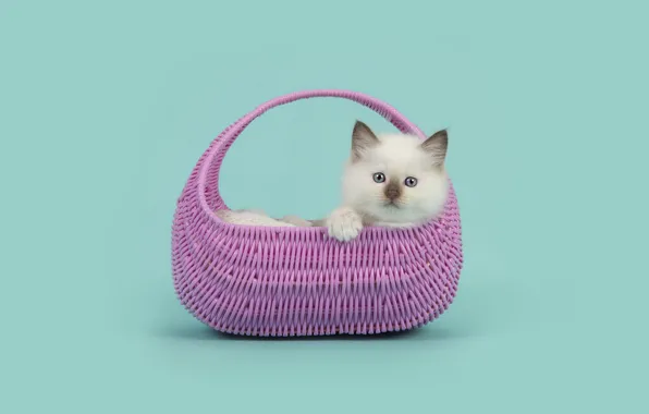 Cat, white, look, pose, kitty, lies, bag, face