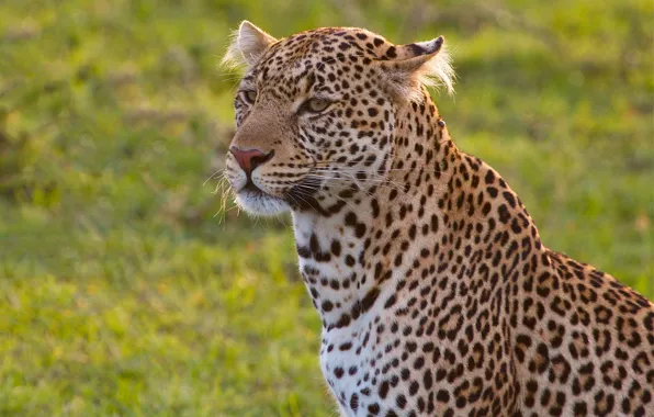 Picture portrait, leopard, wild cat, handsome