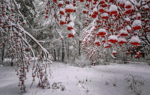 Picture winter, forest, snow, trees, branches, berries, Russia, Rowan