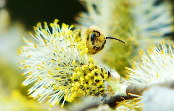Macro, bee, background, pollen, blur, spring, insect, kidney