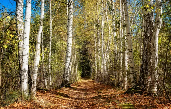 Road, autumn, forest, light, trees, branches, nature, trunks