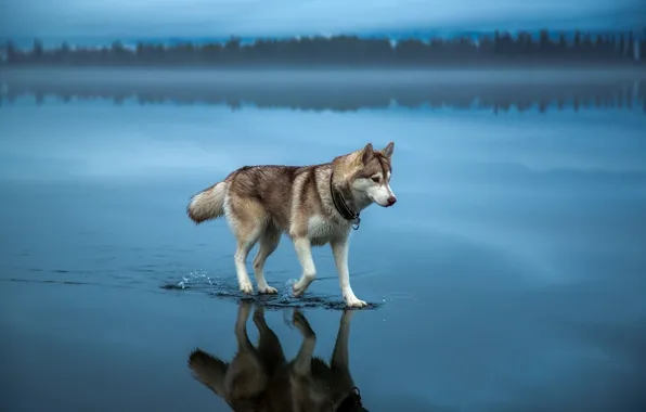 Picture water, nature, Dog, husky