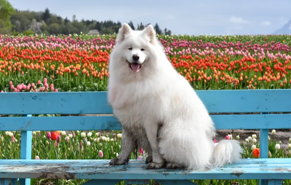 Look, pose, dog, white, face, Samoyed