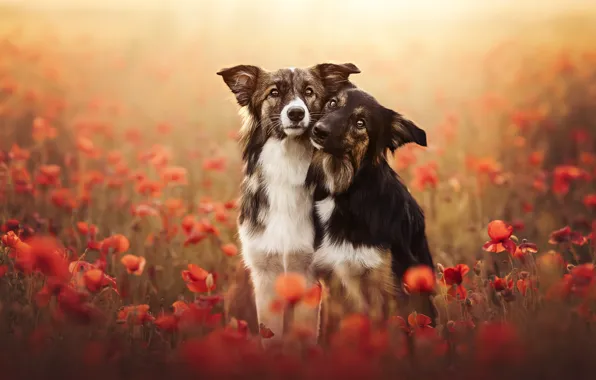Dogs, summer, friends