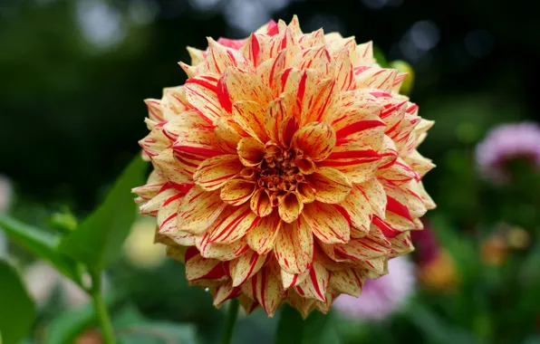 Flower, leaves, macro, background, orange, petals, garden, two-tone
