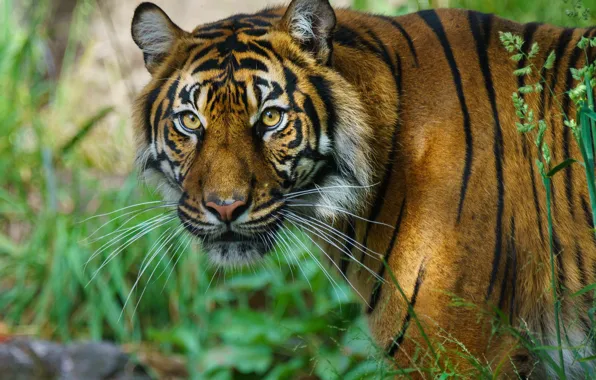 Nature, Look, Tiger