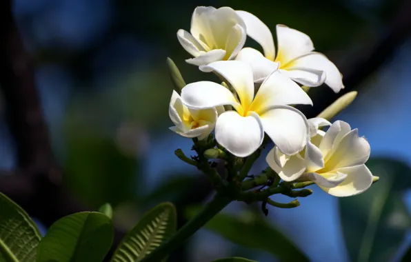 Flowers, branch, white, plumeria, frangipani