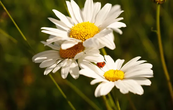 Flowers, ladybug, chamomile, white, bokeh, leucanthemum