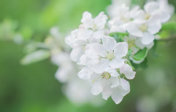 Flowers, tenderness, branch, spring, white, Apple, flowering, green background