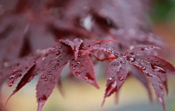 Leaves, drops, Rosa, branch, after the rain, red, bokeh, Japanese maple