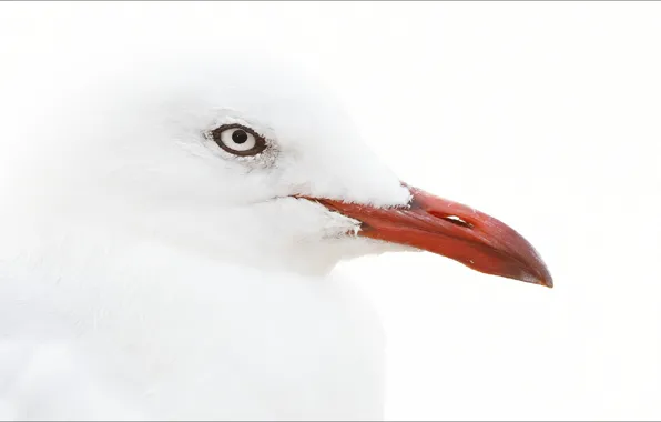 Picture animals, bird, albino