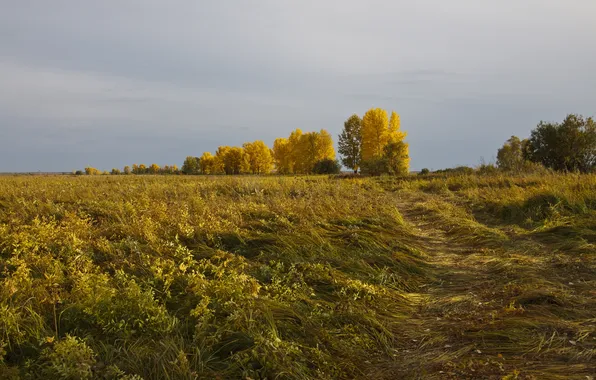 Trees, dal, Autumn