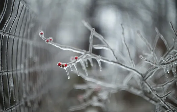 Macro, nature, ice, branch