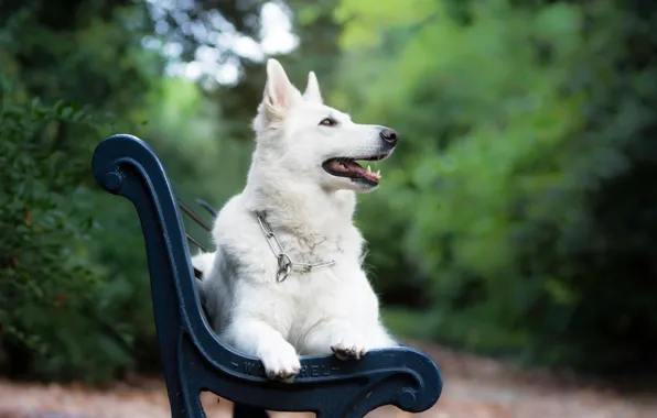 Picture bench, dog, bokeh, The white Swiss shepherd dog