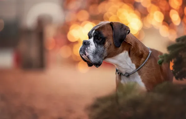 Face, glare, portrait, dog, profile, boxer