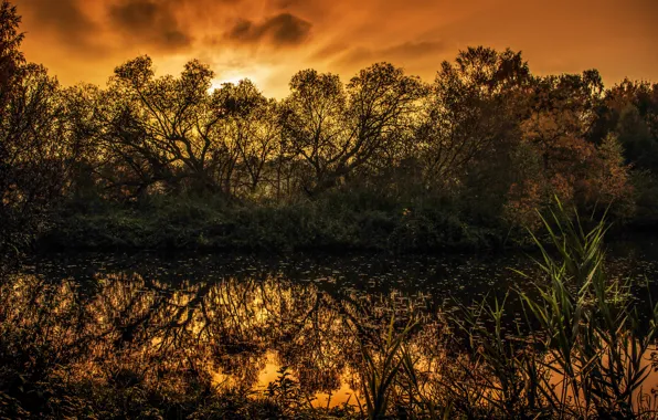 Trees, sunset, lake, swamp