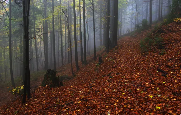 Autumn, forest, trees, nature, fog, Czech Republic, Czech Republic, The moravian-silesian region