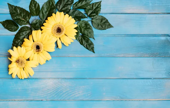 Picture flowers, gerbera, leaves