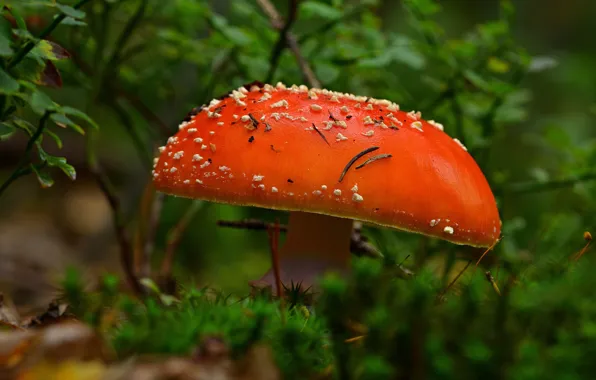 Bright, glade, mushroom, mushroom, hat