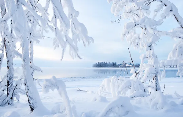 Picture winter, snow, trees, branches, lake, Canada, Canada, Northwest Territories
