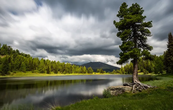 Forest, trees, mountains, shore, pond, pine