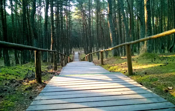 Nature, Bridge, Forest, Beauty, Kaliningrad
