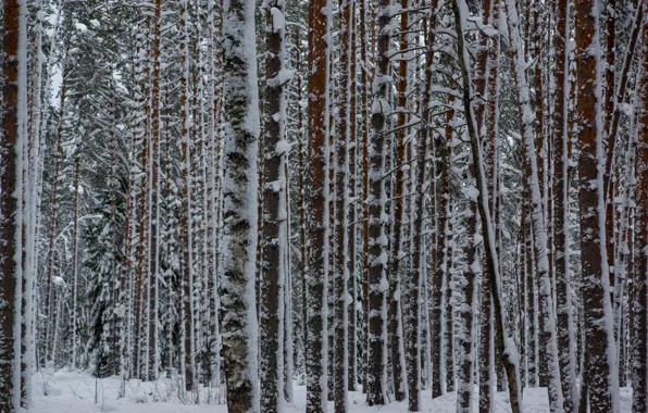 Picture winter, forest, snow, pine