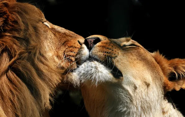 Picture Leo, pair, lioness