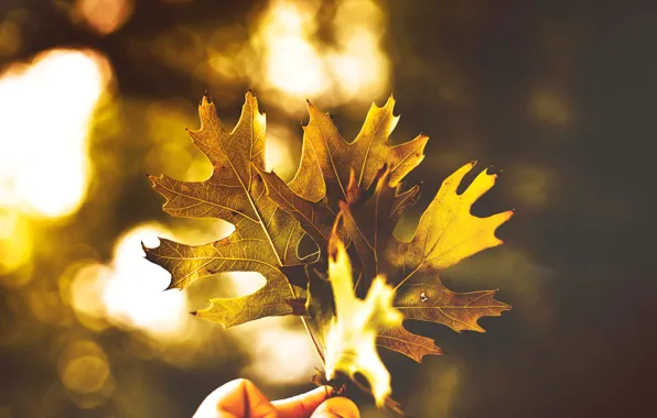 Picture autumn, light, foliage, color, three, Leaves, time of the year, Golden autumn