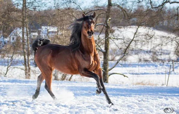Picture pose, movement, horse, horse, running, grace, posing, chestnut
