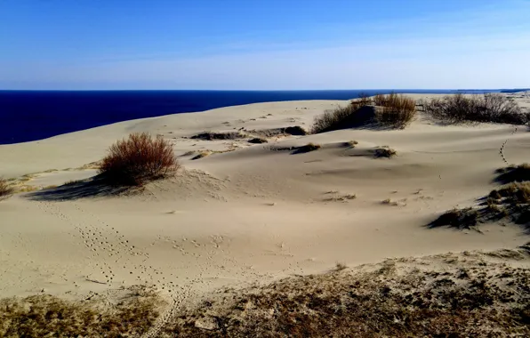 Picture sand, sea, Kaliningrad, the Curonian spit