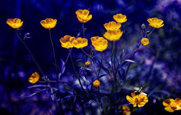 Picture Photoshop, blue background, buttercups