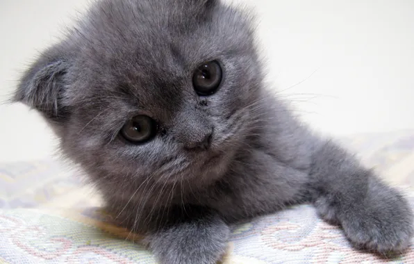 Picture kitten, grey kitten, gray kitten