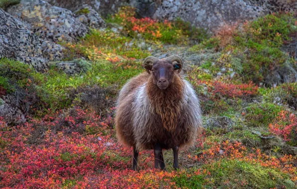 Autumn, rocks, RAM, shrubs