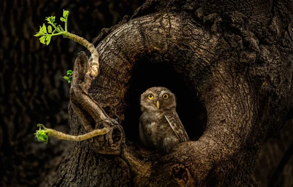 Tree, owl, the hollow