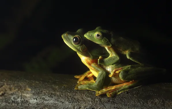 Legs, eyes, greens, frogs, toads