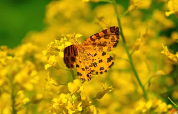 Picture Flowers, Spring, Butterfly, Flowers, Spring, Butterfly