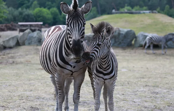 Nature, Zebra, Serengeti Park