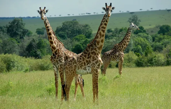 Animals, pair, giraffes