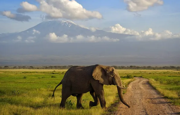 Picture elephant, mountain, Savannah, Africa, Kilimanjaro, Amboseli, Kenya